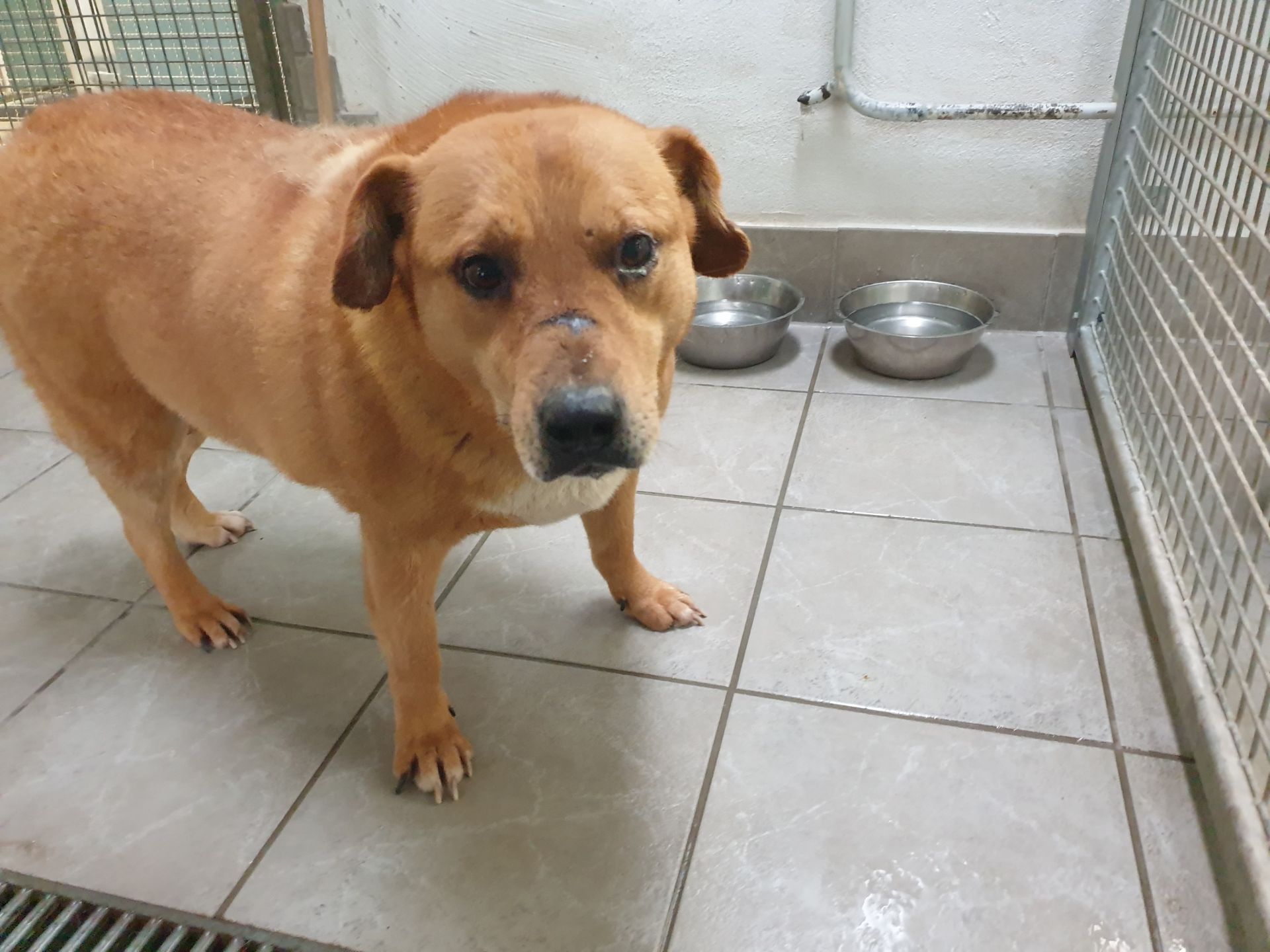 Tierheim Iserlohn Enrique