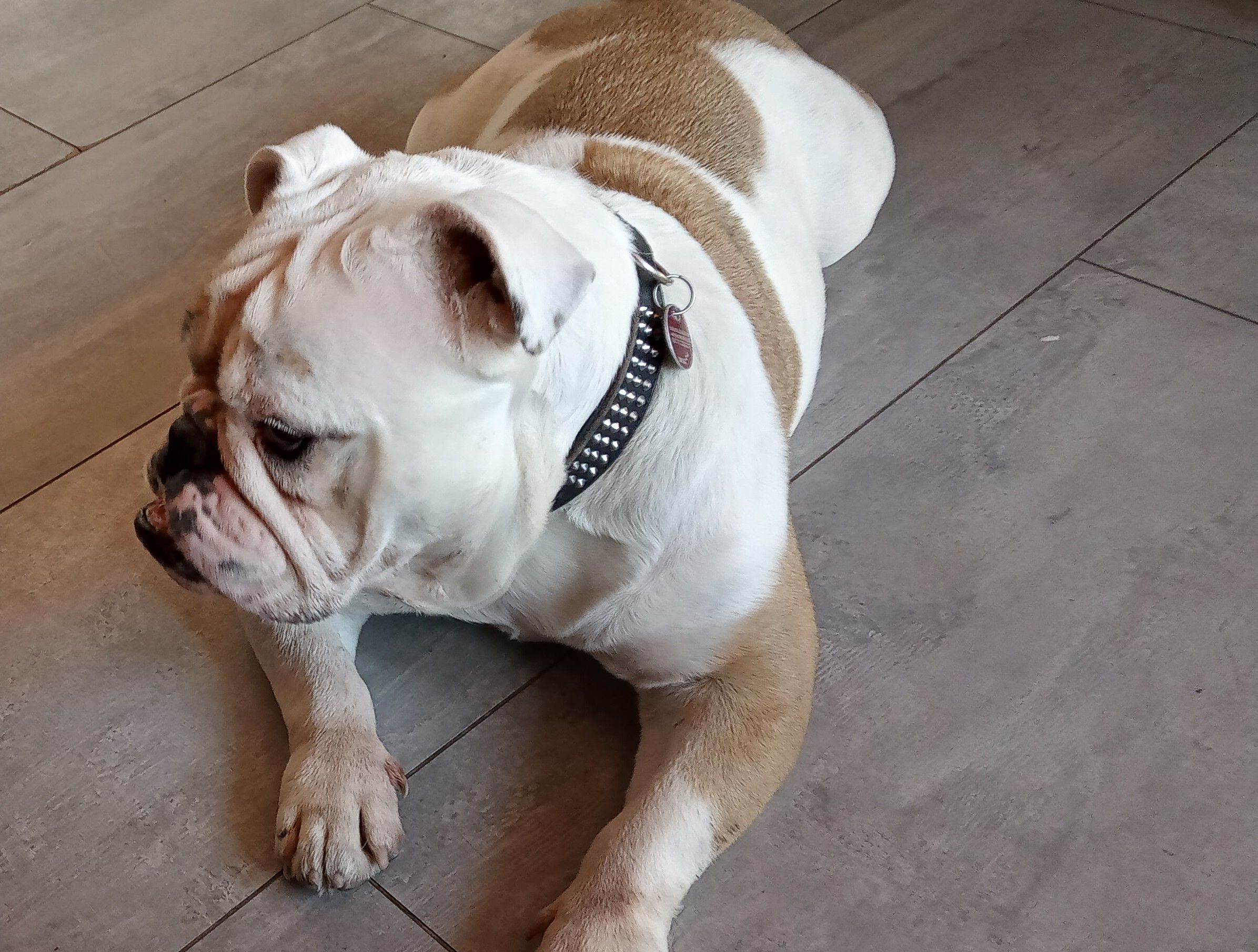 Tierheim Iserlohn Hope