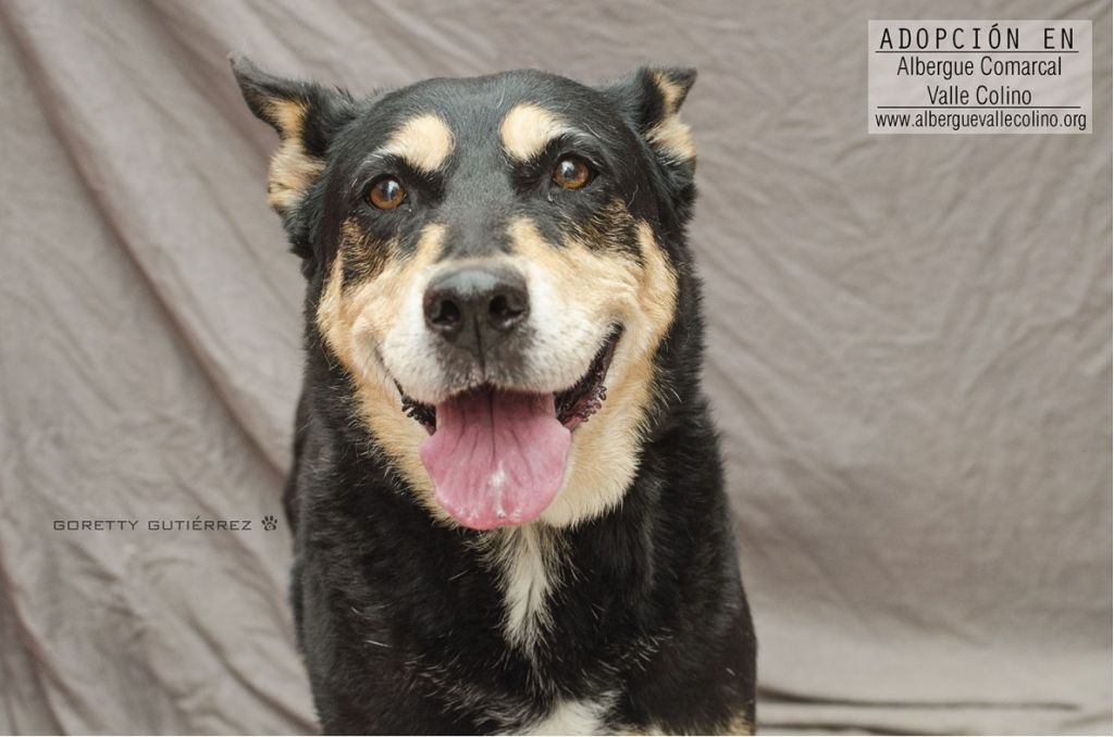 Tierheim Iserlohn Romina