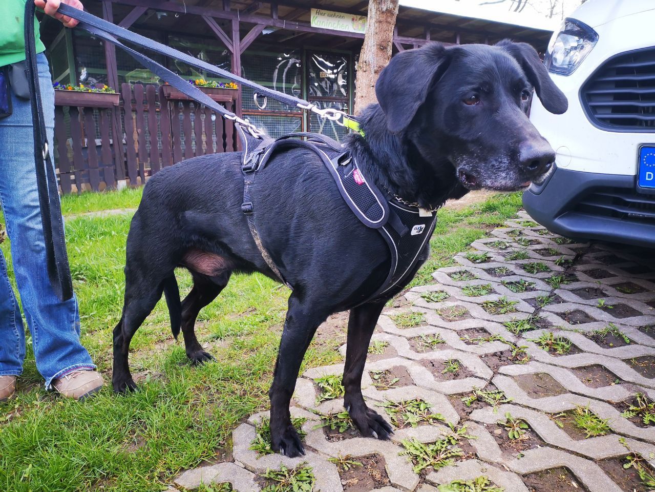 Tierheim Iserlohn Rocky
