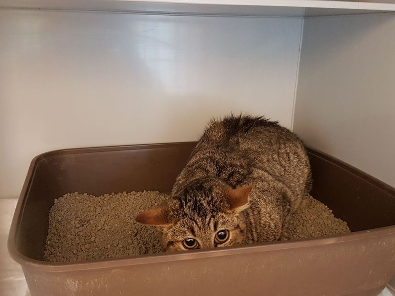 Tierheim Iserlohn Stella